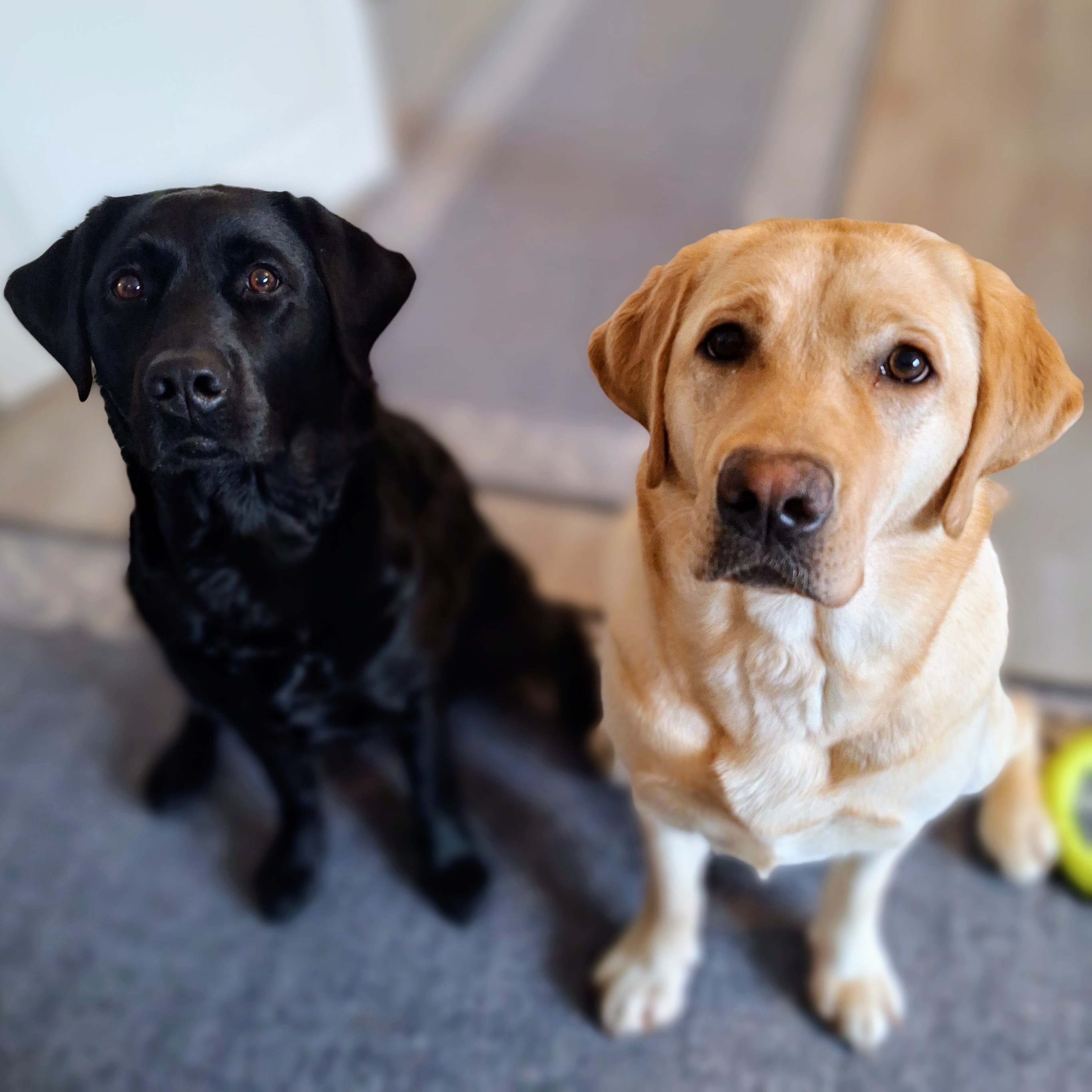 mona,luna